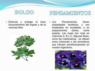  Estimula y protege el buen           Los      Pensamientos    tienen
  funcionamiento del hígado y de la     propiedades diuréticas, y son
  vesícula biliar.                      empleadas en ensaladas, o en
                                        preparaciones   dulces,   como
                                        postres. Las rosas son ricas en
                                        vitaminas A, B y C. Algunas flores,
                                        como las madreselvas, se utilizan
                                        como infusiones o tés aromáticos
                                        que influyen beneficiosamente en
                                        nuestro organismo.
 