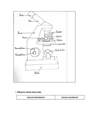 2. Dibuja las células observadas.
CÉLULAS PROCARIOTAS CÉLULAS EUCARIOTAS
 
