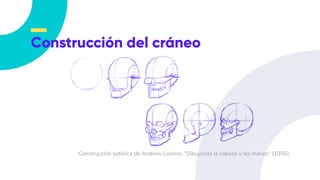 Construcción del cráneo
Construcción esférica de Andrew Loomis, “Dibujando la cabeza y las manos” (1956)
 