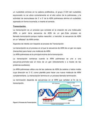 un nucleótido erróneo en la cadena proliferativa, el grupo 3’-OH del nucleótido
equivocado no se ubica correctamente en el sitio activo de la polimerasa, y la
actividad de exonucleasa de 3’ a 5’ de la ADN polimerasa elimina al nucleótido
apareado en forma incorrecta, e inserta el correcto.
Transcripción.
La transcripción es un proceso que consiste en la creación de una molecuade
ARN, a partir de la secuencia de ADN de un gen. Este proceso es
llamado transcripción porque implica reescribir, o trancribir, la secuencia de ADN
en un "alfabeto" de ARN similar.
Aspectos de interés con respecto al proceso de Transcripción:
La transcripción es el proceso en el que la secuencia de ADN de un gen se copia
(transcribe) para hacer una molécula de ARN.
La ARN polimerasa es la principal enzima de la transcripción.
La transcripción comienza cuando la ARN polimerasa se une a una
secuencia promotor casi al inicio de un gen (directamente o a través de las
proteínas auxiliares).
La ARN polimerasa utiliza una de las cadenas de ADN (la cadena o hebra molde
cuya dirección es 3´-5´) como plantilla para hacer una nueva molécula de ARN
complementaria. La transcripción termina en un proceso llamado terminación.
La terminación depende de secuencias en el ARN que señalan el fin de la
transcripción.
Figura 5. Proceso de Transcripción.
 
