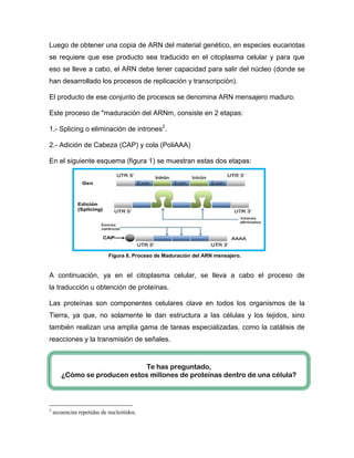 Luego de obtener una copia de ARN del material genético, en especies eucariotas
se requiere que ese producto sea traducido en el citoplasma celular y para que
eso se lleve a cabo, el ARN debe tener capacidad para salir del núcleo (donde se
han desarrollado los procesos de replicación y transcripción).
El producto de ese conjunto de procesos se denomina ARN mensajero maduro.
Este proceso de "maduración del ARNm, consiste en 2 etapas:
1.- Splicing o eliminación de intrones2
.
2.- Adición de Cabeza (CAP) y cola (PoliAAA)
En el siguiente esquema (figura 1) se muestran estas dos etapas:
A continuación, ya en el citoplasma celular, se lleva a cabo el proceso de
la traducción u obtención de proteínas.
Las proteínas son componentes celulares clave en todos los organismos de la
Tierra, ya que, no solamente le dan estructura a las células y los tejidos, sino
también realizan una amplia gama de tareas especializadas, como la catálisis de
reacciones y la transmisión de señales.
2
secuencias repetidas de nucleótidos.
Figura 6. Proceso de Maduración del ARN mensajero.
Te has preguntado,
¿Cómo se producen estos millones de proteínas dentro de una célula?
 