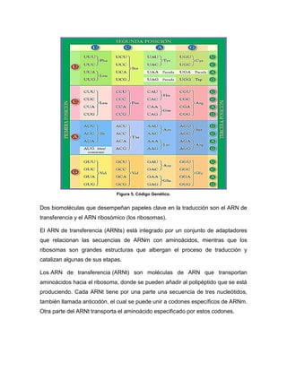 Figura 5. Código Genético.
Dos biomoléculas que desempeñan papeles clave en la traducción son el ARN de
transferencia y el ARN ribosómico (los ribosomas).
El ARN de transferencia (ARNts) está integrado por un conjunto de adaptadores
que relacionan las secuencias de ARNm con aminoácidos, mientras que los
ribosomas son grandes estructuras que albergan el proceso de traducción y
catalizan algunas de sus etapas.
Los ARN de transferencia (ARNt) son moléculas de ARN que transportan
aminoácidos hacia el ribosoma, donde se pueden añadir al polipéptido que se está
produciendo. Cada ARNt tiene por una parte una secuencia de tres nucleótidos,
también llamada anticodón, el cual se puede unir a codones específicos de ARNm.
Otra parte del ARNt transporta el aminoácido especificado por estos codones.
 