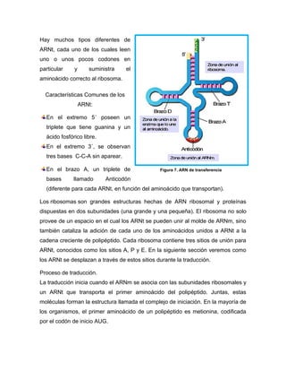 Hay muchos tipos diferentes de
ARNt, cada uno de los cuales leen
uno o unos pocos codones en
particular y suministra el
aminoácido correcto al ribosoma.
Características Comunes de los
ARNt:
En el extremo 5´ poseen un
triplete que tiene guanina y un
ácido fosfórico libre.
En el extremo 3´, se observan
tres bases C-C-A sin aparear.
En el brazo A, un triplete de
bases llamado Anticodón
(diferente para cada ARNt, en función del aminoácido que transportan).
Los ribosomas son grandes estructuras hechas de ARN ribosomal y proteínas
dispuestas en dos subunidades (una grande y una pequeña). El ribosoma no solo
provee de un espacio en el cual los ARNt se pueden unir al molde de ARNm, sino
también cataliza la adición de cada uno de los aminoácidos unidos a ARNt a la
cadena creciente de polipéptido. Cada ribosoma contiene tres sitios de unión para
ARNt, conocidos como los sitios A, P y E. En la siguiente sección veremos como
los ARNt se desplazan a través de estos sitios durante la traducción.
Proceso de traducción.
La traducción inicia cuando el ARNm se asocia con las subunidades ribosomales y
un ARNt que transporta el primer aminoácido del polipéptido. Juntas, estas
moléculas forman la estructura llamada el complejo de iniciación. En la mayoría de
los organismos, el primer aminoácido de un polipéptido es metionina, codificada
por el codón de inicio AUG.
Figura 7. ARN de transferencia
 