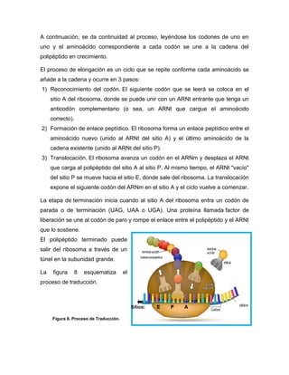Figura 8. Proceso de Traducción.
A continuación, se da continuidad al proceso, leyéndose los codones de uno en
uno y el aminoácido correspondiente a cada codón se une a la cadena del
polipéptido en crecimiento.
El proceso de elongación es un ciclo que se repite conforme cada aminoácido se
añade a la cadena y ocurre en 3 pasos:
1) Reconocimiento del codón. El siguiente codón que se leerá se coloca en el
sitio A del ribosoma, donde se puede unir con un ARNt entrante que tenga un
anticodón complementario (o sea, un ARNt que cargue el aminoácido
correcto).
2) Formación de enlace peptídico. El ribosoma forma un enlace peptídico entre el
aminoácido nuevo (unido al ARNt del sitio A) y el último aminoácido de la
cadena existente (unido al ARNt del sitio P).
3) Translocación. El ribosoma avanza un codón en el ARNm y desplaza el ARNt
que carga al polipéptido del sitio A al sitio P. Al mismo tiempo, el ARNt "vacío"
del sitio P se mueve hacia el sitio E, donde sale del ribosoma. La translocación
expone el siguiente codón del ARNm en el sitio A y el ciclo vuelve a comenzar.
La etapa de terminación inicia cuando al sitio A del ribosoma entra un codón de
parada o de terminación (UAG, UAA o UGA). Una proteína llamada factor de
liberación se une al codón de paro y rompe el enlace entre el polipéptido y el ARNt
que lo sostiene.
El polipéptido terminado puede
salir del ribosoma a través de un
túnel en la subunidad grande.
La figura 8 esquematiza el
proceso de traducción.
Sitios: E P A
 