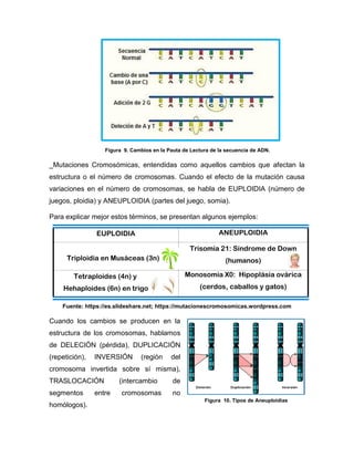 _Mutaciones Cromosómicas, entendidas como aquellos cambios que afectan la
estructura o el número de cromosomas. Cuando el efecto de la mutación causa
variaciones en el número de cromosomas, se habla de EUPLOIDIA (número de
juegos, ploidia) y ANEUPLOIDIA (partes del juego, somia).
Para explicar mejor estos términos, se presentan algunos ejemplos:
EUPLOIDIA ANEUPLOIDIA
Triploidia en Musáceas (3n)
Trisomía 21: Síndrome de Down
(humanos)
Tetraploides (4n) y
Hehaploides (6n) en trigo
Monosomia X0: Hipoplásia ovárica
(cerdos, caballos y gatos)
Fuente: https://es.slideshare.net; https://mutacionescromosomicas.wordpress.com
Cuando los cambios se producen en la
estructura de los cromosomas, hablamos
de DELECIÓN (pérdida), DUPLICACIÓN
(repetición), INVERSIÓN (región del
cromosoma invertida sobre sí misma),
TRASLOCACIÓN (intercambio de
segmentos entre cromosomas no
homólogos).
Figura 9. Cambios en la Pauta de Lectura de la secuencia de ADN.
Figura 10. Tipos de Aneuploidias
 