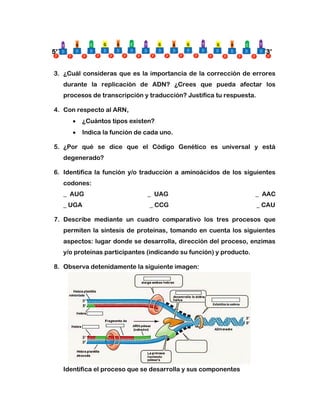 5’´ ´3’
3. ¿Cuál consideras que es la importancia de la corrección de errores
durante la replicación de ADN? ¿Crees que pueda afectar los
procesos de transcripción y traducción? Justifica tu respuesta.
4. Con respecto al ARN,
 ¿Cuántos tipos existen?
 Indica la función de cada uno.
5. ¿Por qué se dice que el Código Genético es universal y está
degenerado?
6. Identifica la función y/o traducción a aminoácidos de los siguientes
codones:
_ AUG _ UAG _ AAC
_ UGA _ CCG _ CAU
7. Describe mediante un cuadro comparativo los tres procesos que
permiten la síntesis de proteínas, tomando en cuenta los siguientes
aspectos: lugar donde se desarrolla, dirección del proceso, enzimas
y/o proteínas participantes (indicando su función) y producto.
8. Observa detenidamente la siguiente imagen:
Identifica el proceso que se desarrolla y sus componentes
 