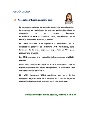 FUNCIÓN DEL GEN
Antes de continuar, recuerda que:
Teniendo estas ideas claras, vamos a Iniciar…
La complementariedad de las cadenas permite que, al conocer
la secuencia de nucleótidos de una, sea posible identificar la
secuencia de su cadena hermana.
La Cadena de ARN no presenta Timina, sino Uracilo, por lo
tanto, la Adenina se asociará al Uracilo.
El ARN asociado a la expresión o codificación de la
información genética se denomina ARN mensajero, cuya
función es la de copiar segmentos específicos de ADN, para
producir una proteína.
Los ARN asociados a la regulación de los genes son el ARNt y
el ARNr.
Existe una molécula de ARNt para cada aminoácido, con un
triplete específico de bases nitrogenadas, el anticodón, que
varía entre los distintos ARNt.
El ARN ribosómico (ARNr) constituye, una parte de los
ribosomas cuya función es la síntesis de proteínas según la
secuencia de nucleótidos presente en el ARN mensajero.
 