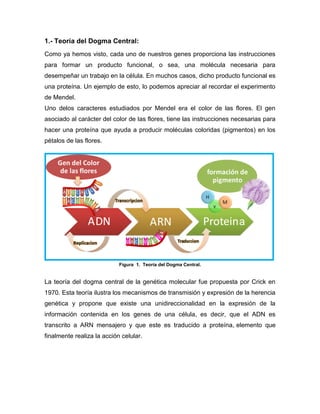 1.- Teoría del Dogma Central:
Como ya hemos visto, cada uno de nuestros genes proporciona las instrucciones
para formar un producto funcional, o sea, una molécula necesaria para
desempeñar un trabajo en la célula. En muchos casos, dicho producto funcional es
una proteína. Un ejemplo de esto, lo podemos apreciar al recordar el experimento
de Mendel.
Uno delos caracteres estudiados por Mendel era el color de las flores. El gen
asociado al carácter del color de las flores, tiene las instrucciones necesarias para
hacer una proteína que ayuda a producir moléculas coloridas (pigmentos) en los
pétalos de las flores.
Figura 1. Teoría del Dogma Central.
La teoría del dogma central de la genética molecular fue propuesta por Crick en
1970. Esta teoría ilustra los mecanismos de transmisión y expresión de la herencia
genética y propone que existe una unidireccionalidad en la expresión de la
información contenida en los genes de una célula, es decir, que el ADN es
transcrito a ARN mensajero y que este es traducido a proteína, elemento que
finalmente realiza la acción celular.
 