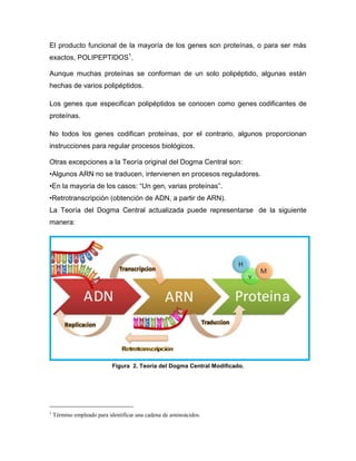 El producto funcional de la mayoría de los genes son proteínas, o para ser más
exactos, POLIPEPTIDOS1
.
Aunque muchas proteínas se conforman de un solo polipéptido, algunas están
hechas de varios polipéptidos.
Los genes que especifican polipéptidos se conocen como genes codificantes de
proteínas.
No todos los genes codifican proteínas, por el contrario, algunos proporcionan
instrucciones para regular procesos biológicos.
Otras excepciones a la Teoría original del Dogma Central son:
•Algunos ARN no se traducen, intervienen en procesos reguladores.
•En la mayoría de los casos: “Un gen, varias proteínas”.
•Retrotranscripción (obtención de ADN, a partir de ARN).
La Teoría del Dogma Central actualizada puede representarse de la siguiente
manera:
Figura 2. Teoría del Dogma Central Modificado.
1
Término empleado para identificar una cadena de aminoácidos.
 