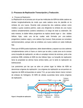 2.- Procesos de Replicación Transcripción y Traducción.
Proceso de Replicación:
La Replicación es el proceso por el que las moléculas de ADN de doble cadena se
dividen longitudinalmente, de modo que cada cadena sirva de plantilla en la
síntesis de una nueva. Durante este proceso las dos cadenas actúan como
moldes o guías (cadena patrón), cada una dirigiendo la síntesis de una nueva
cadena complementaria (cadena cebadora) a lo largo de toda su extensión. De
esta manera, la doble hélice progenitora se replica dando lugar a dos dobles
hélices hijas, cada una de las cuales está formada por una cadena
progenitora (cadena vieja) y una cadena hija (nueva). Este proceso se considera
semiconservativo, porque solo se sintetiza una nueva cadena en cada molécula
hija.
Para que el ADN pueda duplicarse, debe desenrollarse y separar sus dos cadenas
complementarias como si fuera un cierre que se abre, a esta zona se le conoce
como horquilla de replicación, en ella un complejo número de enzimas, junto a las
proteínas SSB, sintetiza el ADN de dos hélices hijas. La horquilla de replicación
tiene la propiedad se abrirse hacia ambos lados, por lo tanto la replicación es
bidireccional.
Las posiciones por las que se abre en primer lugar la hélice de ADN se
denominan orígenes de replicación. Los orígenes de replicación se encuentran en
regiones de ADN enriquecidas en pares T=A, ya que estos tienen menor número
de enlaces de hidrógeno. El ADN de células eucariotas tiene varios orígenes
de replicación.
Figura 3. Horquilla de replicación.
 
