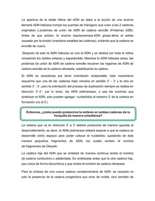 La apertura de la doble hélice del ADN se debe a la acción de una enzima
llamada ADN helicasa (rompe los puentes de hidrogeno que unen a las 2 cadenas
originales) y proteínas de unión de ADN de cadena sencilla (Proteinas SSB).
Antes de que actúen, la enzima topoisomerasa ADN girasa alivia el estrés
causado por la torsión (mantiene estables las cadenas), evitando que la cadena se
enrrolle de nuevo.
Después de esto la ADN helicasa se une al ADN y se desliza por toda la hélice
rompiendo los dobles enlaces y separándola. Mientras la ADN helicasa actúa, las
proteínas de unión de ADN de cadena sencilla recubren las regiones de ADN de
cadena sencilla de la cadena retrasada, estabilizando la cadena.
El ADN se caracteriza por tener orientación antiparalela, éste mecanismo
requeriría que una de las cadenas hijas creciera en sentido 5’ - 3’ y la otra en
sentido 3’ - 5’, pero la orientación del proceso de duplicación siempre se realiza en
dirección 5´-3´, por lo tanto, las ADN polimerasas, o sea las enzimas que
sintetizan el ADN, solo pueden agregar nucleótidos al extremo 3’ de la cadena en
formación (no al 5’).
La cadena que va en dirección 5’ a 3’ deberé producirse de manera opuesta al
desenrollamiento, es decir, la ADN polimerasa deberá esperar a que la cadena se
desenrolle cierto espacio para poder colocar el nucleótido, quedando de ésta
manera pequeños fragmentos de ADN, los cuales reciben el nombre
de fragmentos de Okazaki.
La cadena hija del ADN que se sintetiza de manera continua recibe el nombre
de cadena conductora o adelantada. Es sintetizada antes que la otra cadena hija,
que crece de forma discontinua y que recibe el nombre de cadena retrasada.
Para la síntesis de una nueva cadena complementaria de ADN se necesita no
solo la presencia de la cadena progenitora que sirve de molde, sino también de
Entonces, ¿cómo puede producirse la síntesis en ambas cadenas de la
horquilla de manera simultánea?
 