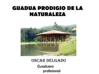 GUADUA PRODIGIO DE LA NATURALEZA Oscar delgado Guaduero  profesional 