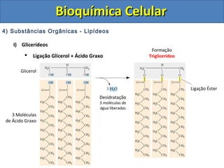 Bioquímica Celular
4) Substâncias Orgânicas - Lipídeos

    I) Glicerídeos
                                                           Formação
            Ligação Glicerol + Ácido Graxo               Triglicerídeo


       Glicerol


                                                                          Ligação Éster
                                         Desidratação
                                         3 moléculas de
                                         água liberadas
    3 Moléculas
 de Ácido Graxo
 