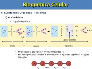 Bioquímica Celular
4) Substâncias Orgânicas - Proteínas
   I) Aminoácidos
          Ligação Peptídica




            o Nº de ligações peptídicas = nº de aminoácidos – 1
            o Ex: Pentapeptídio: contém 5 aminoácidos, 4 ligações peptídicas 4 águas
              liberadas.

                               A         A         A         A         A
                                   H2O       H2O       H2O       H2O
 