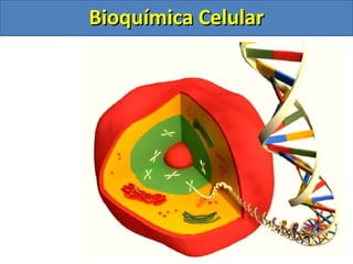 Bioquímica Celular
 