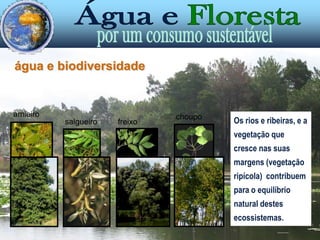 água e biodiversidadeO oceano é um ecossistema muito rico em recursos e biodiversidade; dele dependem inúmeras espécies, desde peixes, a mamíferos, invertebrados, aves, plâncton, fitoplâncton e algas, entre outras formas de vida. E funciona como sumidouro de CO2.