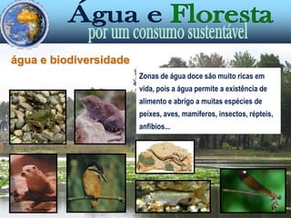 água e biodiversidadeamieirochoupoOs rios e ribeiras, e a vegetação que cresce nas suas margens (vegetação ripícola)  contribuem para o equilíbrio natural destes ecossistemas.freixosalgueiro
