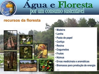 funções da floresta Produção de oxigénio