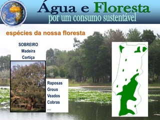  Regularização dos cursos de água