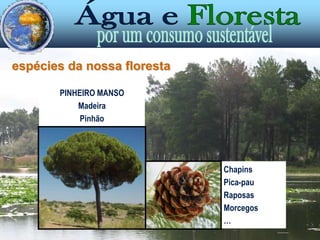  Suporte de elevada biodiversidade