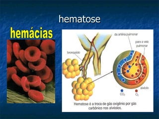 hematose hemácias 