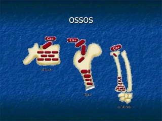 ossos 