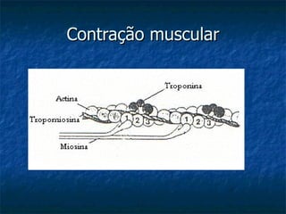 Contração muscular 