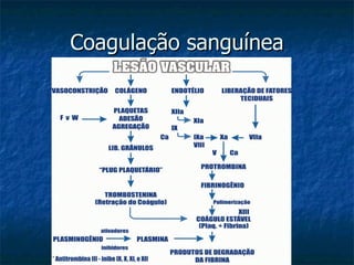 Coagulação sanguínea 