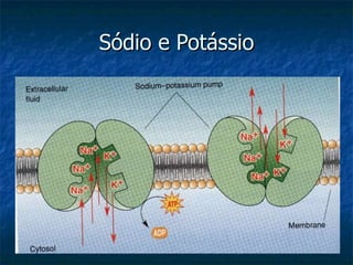Sódio e Potássio 