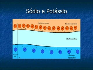 Sódio e Potássio 