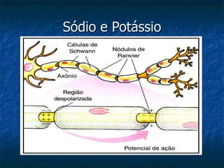 Sódio e Potássio 