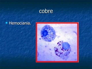 cobre Hemociania. 