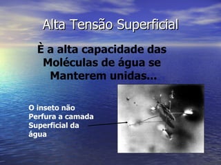 Alta Tensão Superficial È a alta capacidade das  Moléculas de água se  Manterem unidas... O inseto não Perfura a camada Superficial da água 