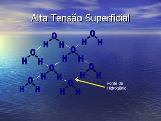 Alta Tensão Superficial Ponte de Hidrogênio O H H O H H O H H O H H O H H O H H O H H O H H 