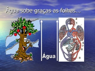 Água sobe graças as folhas... Água 
