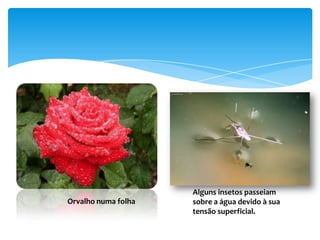 Alguns insetos passeiam
Orvalho numa folha   sobre a água devido à sua
                     tensão superficial.
 