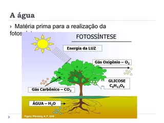 A água
 Matéria prima para a realização da
fotossíntese;
 