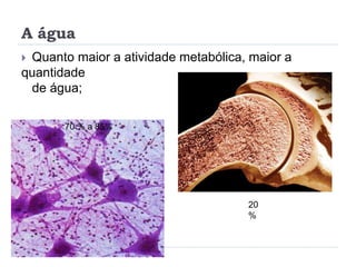 A água
 Quanto maior a atividade metabólica, maior a
quantidade
de água;
70 % a 85%
20
%
 