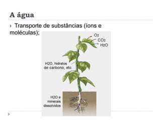 A água
 Transporte de substâncias (íons e
moléculas);
 