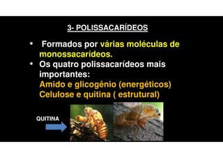 3- POLISSACARÍDEOS
• Formados por várias moléculas de
monossacarídeos.
• Os quatro polissacarídeos mais
importantes:
Amido e glicogênio (energéticos)
Celulose e quitina ( estrutural)
QUITINA
 