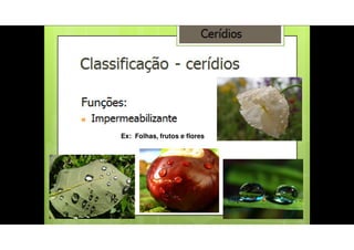 Cerídeos
Impermeabilização de superfícies
sujeitas a desidratação.
Ex: Folhas e frutos
Ex: Folhas, frutos e flores
 