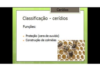www.bioaula.com.br
 
