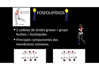 FOSFOLIPÍDIOS
•2 cadeias de ácidos graxos + grupo
fosfato = fosfolipídio
•Principais componentes das
membranas celulares.
 
