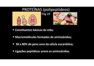 PROTEÍNAS (polipeptídeos)
Pág 29
• Constituintes básicos da vida;
• Macromoléculas formadas de aminoácidos;
• 50 a 80% do peso seco da célula eucariótica;
• Ligações peptídicas unem os aminoácidos.
 
