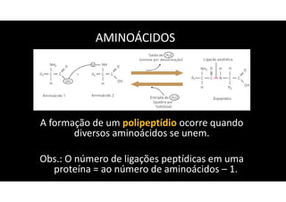 AMINOÁCIDOS
A formação de um polipeptídio ocorre quando
diversos aminoácidos se unem.
Obs.: O número de ligações peptídicas em uma
proteína = ao número de aminoácidos – 1.
 