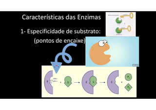 Características das Enzimas
1- Especificidade de substrato:
(pontos de encaixe)
 
