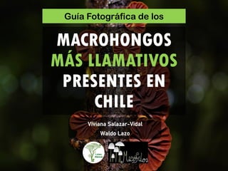 MACROHONGOS
MÁS LLAMATIVOS
PRESENTES EN
CHILE
Guía Fotográfica de los
Viviana Salazar-Vidal
Waldo Lazo
 
