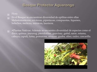  Flora
 En el Bosque se encuentran diversidad de epifitas entre ellas
  Melastomatáceas, ericáceas, piperáceas, compuestas, líquenes,
  helechos, melácea, mirtácea, laurácea.


 •Plantas Nativas: Además se encuentra diversidad de especies como el
  duco, quinua, pururug, pteridofitas, guavisay, gañal, sarar, retama,
  cabuya, capulí, luma, pomarosa, arrayan, guaba, aliso, cedro, cascarilla.
 