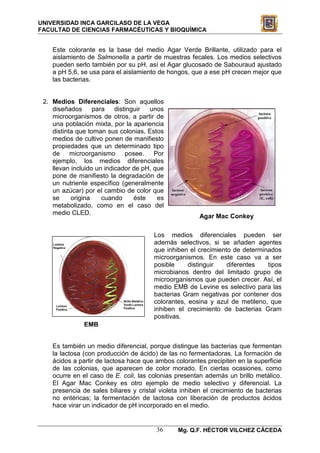 UNIVERSIDAD INCA GARCILASO DE LA VEGA
FACULTAD DE CIENCIAS FARMACÉUTICAS Y BIOQUÍMICA


    Este colorante es la base del medio Agar Verde Brillante, utilizado para el
    aislamiento de Salmonella a partir de muestras fecales. Los medios selectivos
    pueden serlo también por su pH, así el Agar glucosado de Sabouraud ajustado
    a pH 5,6, se usa para el aislamiento de hongos, que a ese pH crecen mejor que
    las bacterias.


 2. Medios Diferenciales: Son aquellos
    diseñados      para    distinguir  unos
    microorganismos de otros, a partir de
    una población mixta, por la apariencia
    distinta que toman sus colonias. Estos
    medios de cultivo ponen de manifiesto
    propiedades que un determinado tipo
    de microorganismo posee. Por
    ejemplo, los medios diferenciales
    llevan incluido un indicador de pH, que
    pone de manifiesto la degradación de
    un nutriente específico (generalmente
    un azúcar) por el cambio de color que
    se     origina    cuando      éste   es
    metabolizado, como en el caso del
    medio CLED.
                                                       Agar Mac Conkey

                                       Los medios diferenciales pueden ser
                                       además selectivos, si se añaden agentes
                                       que inhiben el crecimiento de determinados
                                       microorganismos. En este caso va a ser
                                       posible     distinguir   diferentes   tipos
                                       microbianos dentro del limitado grupo de
                                       microorganismos que pueden crecer. Así, el
                                       medio EMB de Levine es selectivo para las
                                       bacterias Gram negativas por contener dos
                                       colorantes, eosina y azul de metileno, que
                                       inhiben el crecimiento de bacterias Gram
                                       positivas.
               EMB


    Es también un medio diferencial, porque distingue las bacterias que fermentan
    la lactosa (con producción de ácido) de las no fermentadoras. La formación de
    ácidos a partir de lactosa hace que ambos colorantes precipiten en la superficie
    de las colonias, que aparecen de color morado. En ciertas ocasiones, como
    ocurre en el caso de E. coli, las colonias presentan además un brillo metálico.
    El Agar Mac Conkey es otro ejemplo de medio selectivo y diferencial. La
    presencia de sales biliares y cristal violeta inhiben el crecimiento de bacterias
    no entéricas; la fermentación de lactosa con liberación de productos ácidos
    hace virar un indicador de pH incorporado en el medio.


                                        36      Mg. Q.F. HÉCTOR VILCHEZ CÁCEDA
 