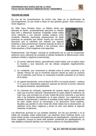UNIVERSIDAD INCA GARCILASO DE LA VEGA
FACULTAD DE CIENCIAS FARMACÉUTICAS Y BIOQUÍMICA


TINCIÓN DE GRAM

Es uno de los procedimientos de tinción más útiles en la identificación de
microorganismos, ya que divide a éstos en dos grandes grupos: Gram positivos y
Gram negativos.

En 1884, Hans Christian Gram, un Médico danés que
laboraba en Berlín, accidentalmente descubrió un método
para teñir y diferenciar bacterias. Empleaba cristal violeta
como colorante y una solución yodada potásica como
mordente. Mientras examinaba preparaciones de tejido
pulmonar de pacientes que habían muerto por neumonía,
descubrió que el colorante era retenido por algunas
bacterias y otras permanecían incoloras después de lavar el
frotis con etanol y agua. Clasificó a las primeras como
Gram-positivas y Gram-negativas a las segundas.

Posteriormente Carl Weigert introdujo la modificación por la cual se incorporaba
safranina como colorante de contraste al método facilitando la diferenciación entre
positivas (violeta) y negativas (rosa/naranja).

   1. Un primer colorante básico, generalmente cristal violeta, que se aplica sobre
      la muestra y que reacciona con las células (cargadas negativamente),
      coloreándolas.

   2. Un mordiente, que incrementa la afinidad entre el primer colorante y las
      células. Parece ser que el mordiente (solución diluida de yodo) se combina
      con el colorante, para formar un compuesto insoluble coloreado en el interior
      de la célula.

   3. Un agente decolorante, como el etanol de 95% o la mezcla alcohol – acetona
      (1:1), que son disolventes orgánicos capaces de eliminar el primer colorante
      de algunas bacterias, decolorándolas.

   4. Un colorante de contraste, igualmente de carácter básico pero de distinto
      color que el primer colorante. Generalmente se suele utilizar la safranina, de
      color rosa, que contrasta con el color violeta del primer colorante, y que teñirá
      sólo a las bacterias decoloradas en el paso anterior. Los organismos que
      resisten la decoloración y retienen el complejo cristal violeta-yodo aparecerán
      de color violeta oscuro al microscopio y se denominan Gram positivos.
      Aquellos que pierden el color inicial del cristal violeta tras la decoloración, se
      clasifican como Gram negativos y toman el color rosa debido al segundo
      colorante, la safranina.

Las diferencias químicas en sus paredes celulares, son las que permiten o no la
salida del complejo cristal violeta-yodo. Las bacterias Gram positivas tienen una
pared celular gruesa, compuesta principalmente por peptidoglicano, mientras que en
Gram negativas, aunque la pared está también constituida por péptidoglicano, es
más delgada y presenta además una membrana externa con lipopolisacáridos.


                                          46      Mg. Q.F. HÉCTOR VILCHEZ CÁCEDA
 